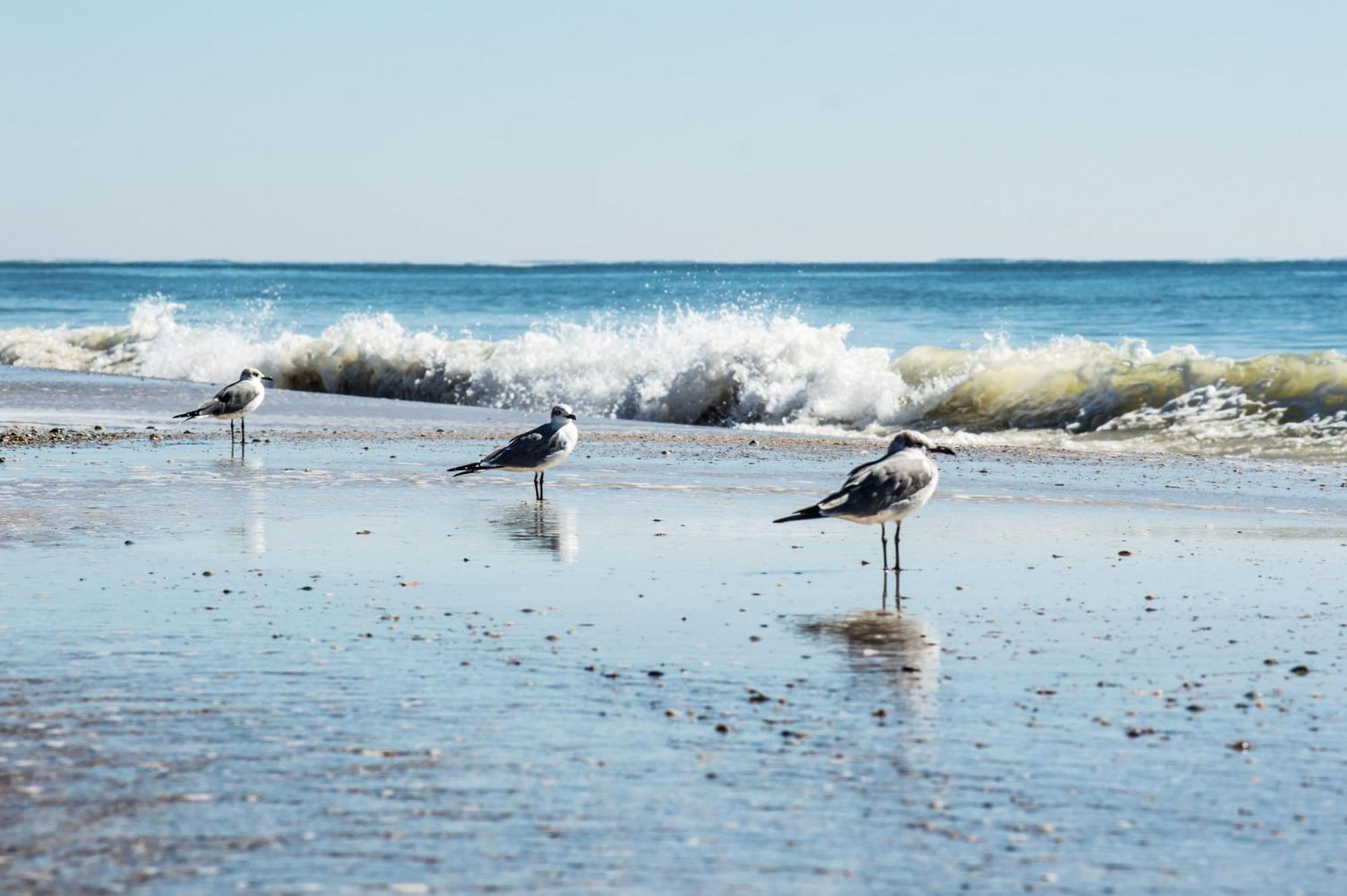 Direct Gulf Views With Deeded Beach Access Галф Шорс Екстериор снимка